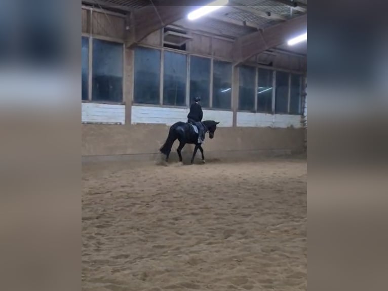 Reitbeteiligung gesucht :)