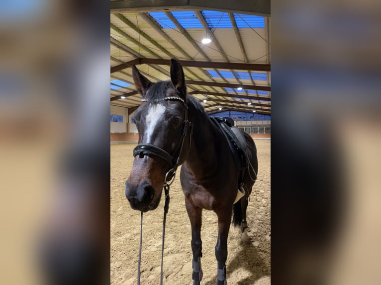 Reitbeteiligung gesucht