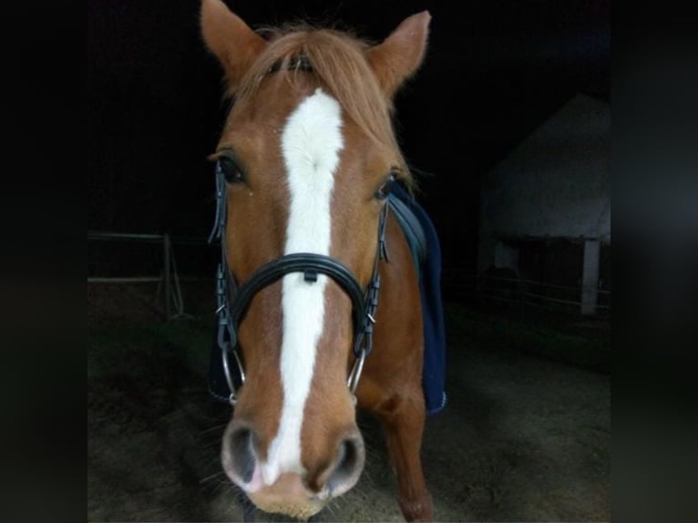 Reitbeteiligung gesucht