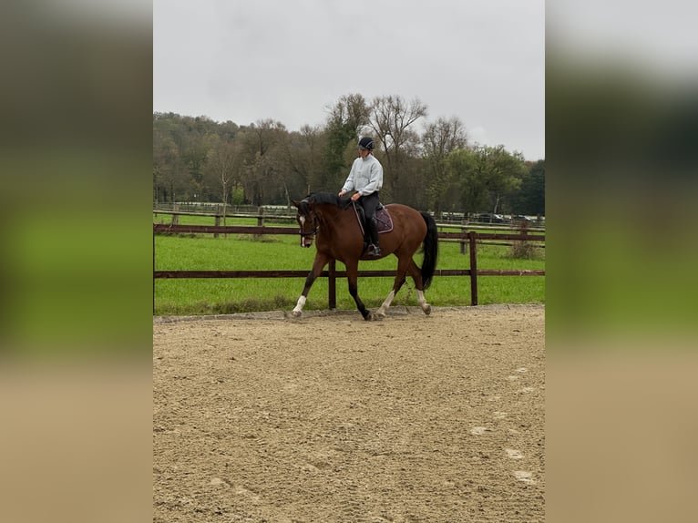 Reitbeteiligung gesucht