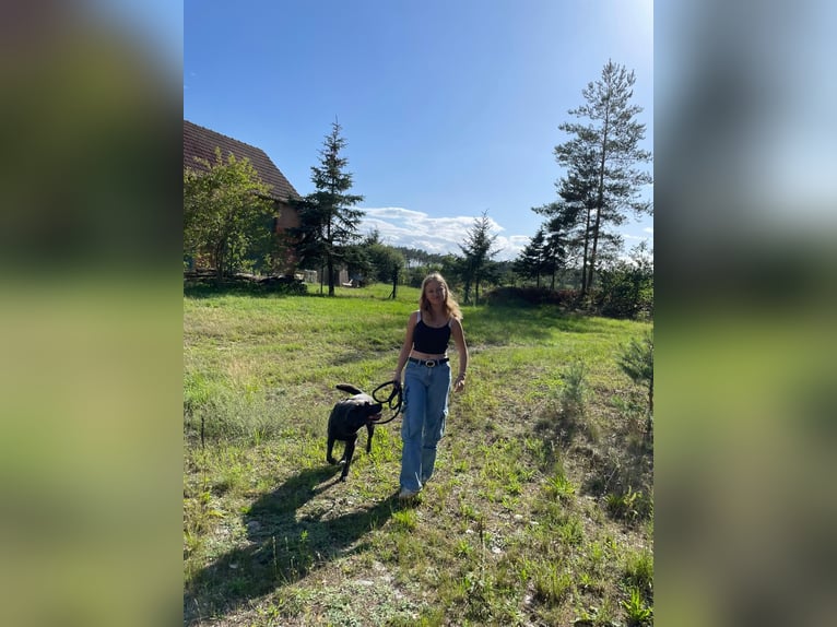 Reitbeteiligung gesucht