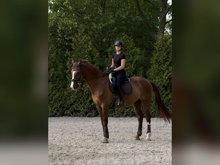 Reitbeteiligung gesucht :)