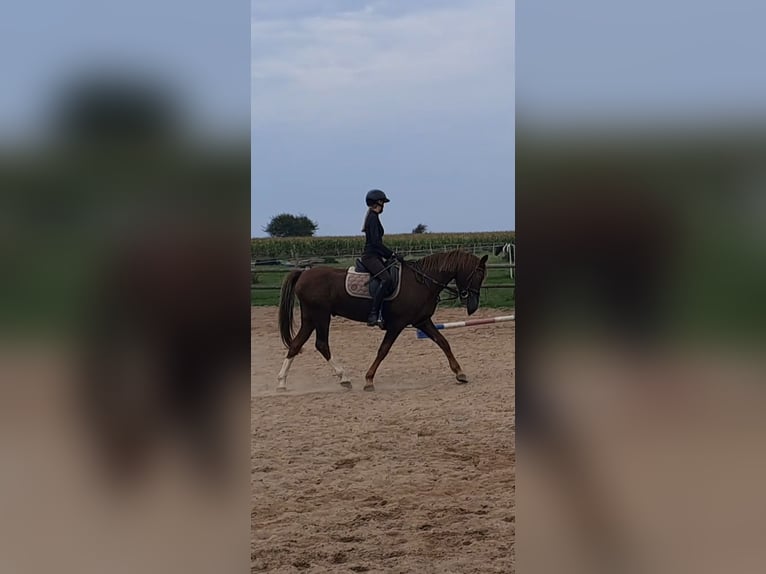 Reitbeteiligung gesucht