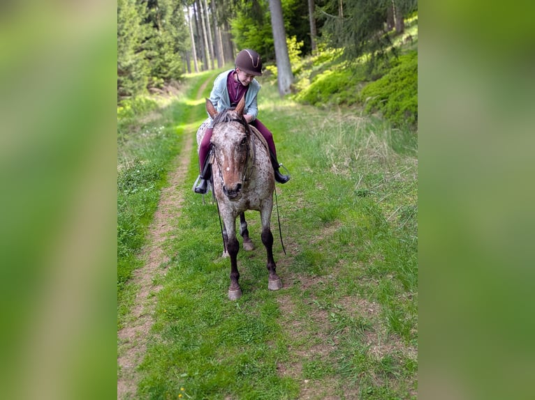Reitbeteiligung gesucht 