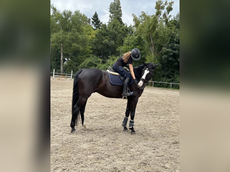 Reitbeteiligung gesucht
