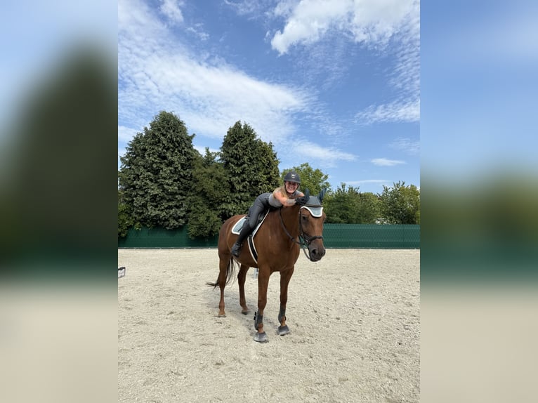 Reitbeteiligung gesucht