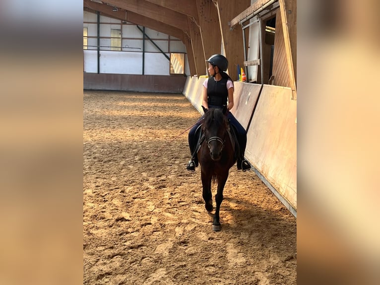 Reitbeteiligung gesucht