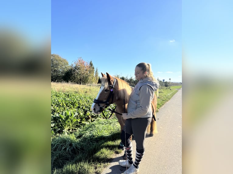 Reitbeteiligung gesucht