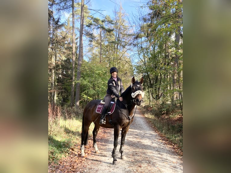 Reitbeteiligung gesucht 
