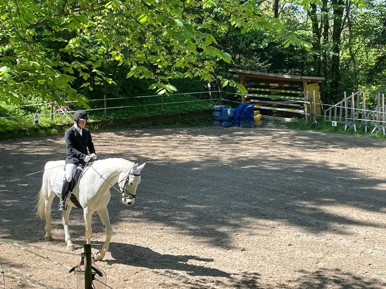 Reitbeteiligung gesucht