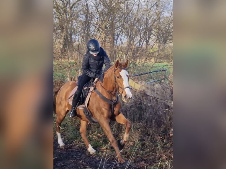Reitbeteiligung gesucht