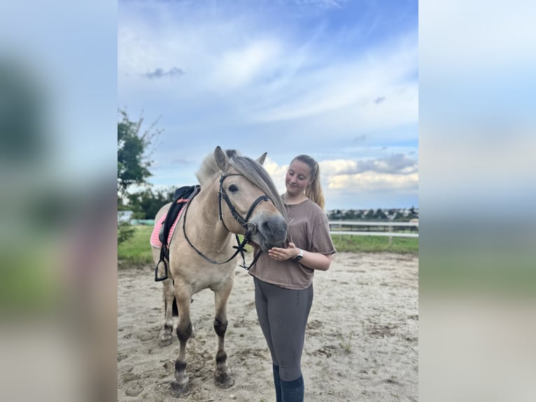 Reitbeteiligung gesucht