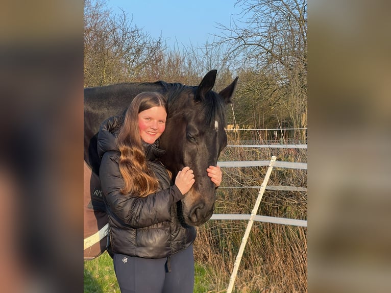 Reitbeteiligung gesucht