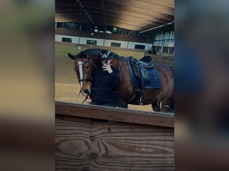 Reitbeteiligung gesucht 
