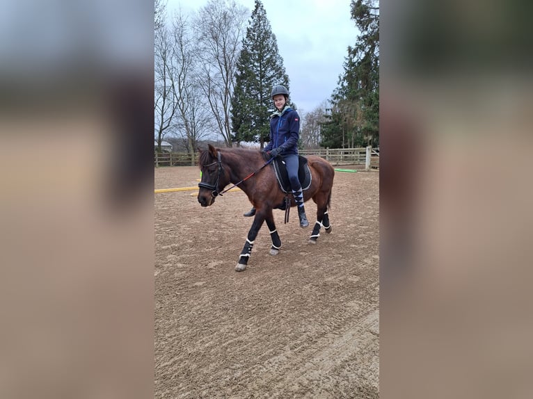 Reitbeteiligung gesucht