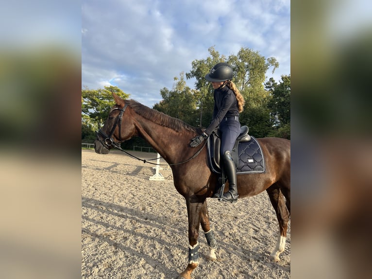 Reitbeteiligung gesucht