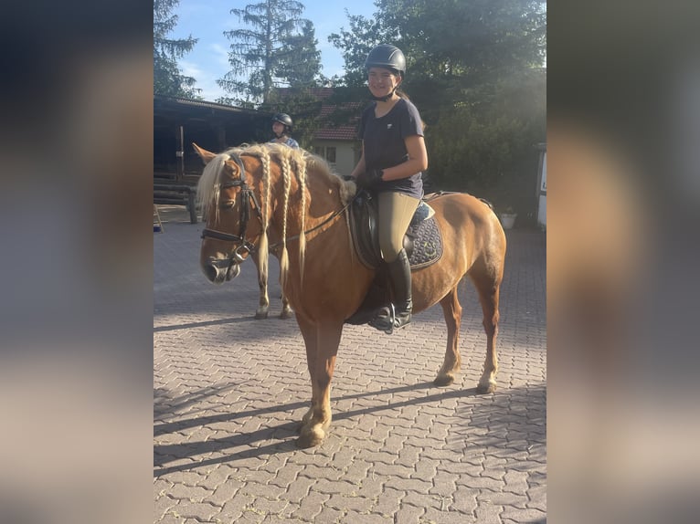 Reitbeteiligung gesucht