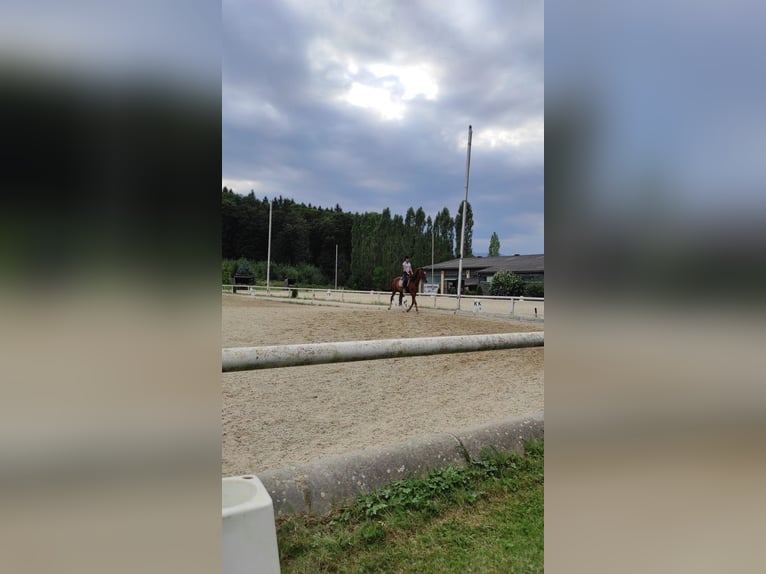 Reitbeteiligung gesucht