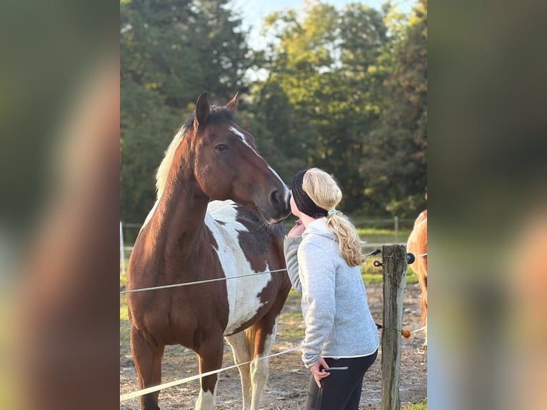 Reitbeteiligung gesucht
