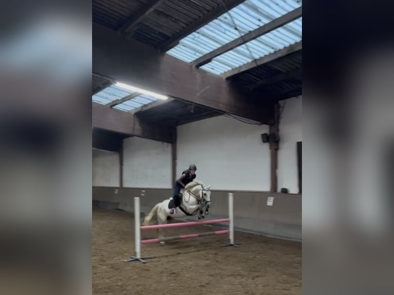 Reitbeteiligung gesucht