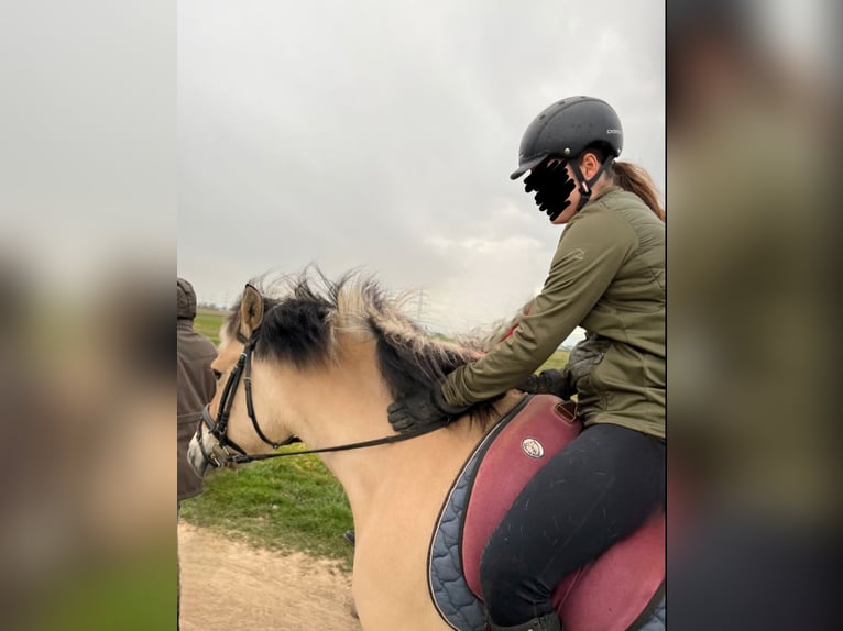 Reitbeteiligung gesucht