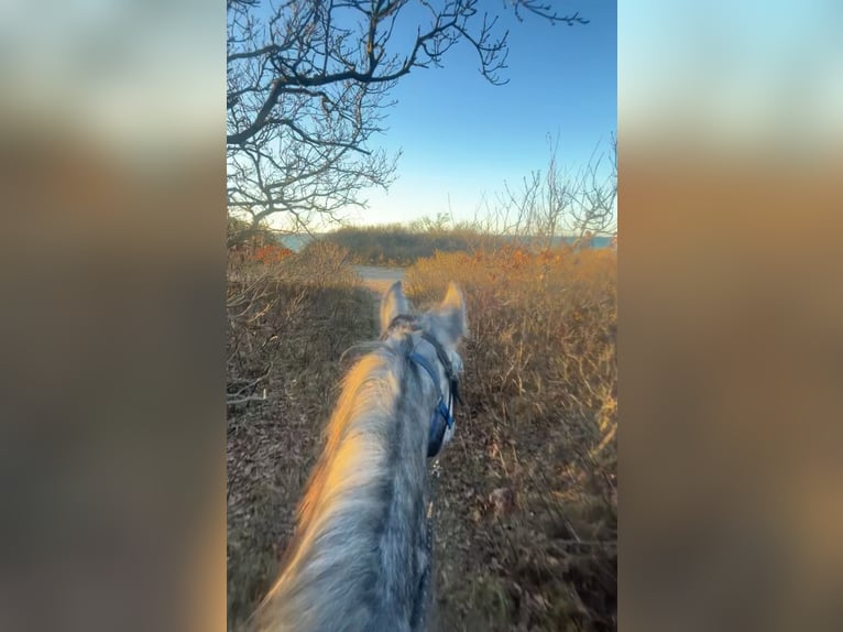 Reitbeteiligung gesucht