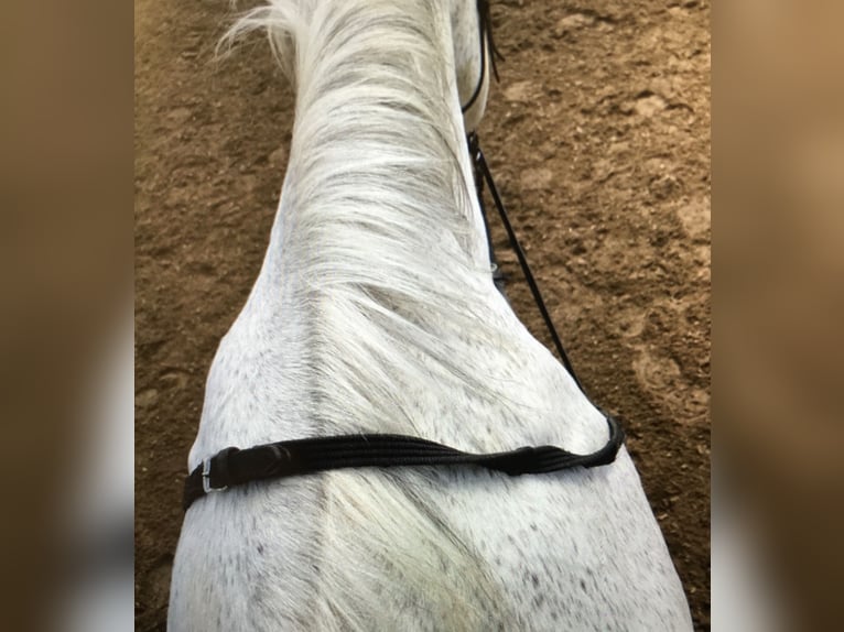 Reitbeteiligung gesucht