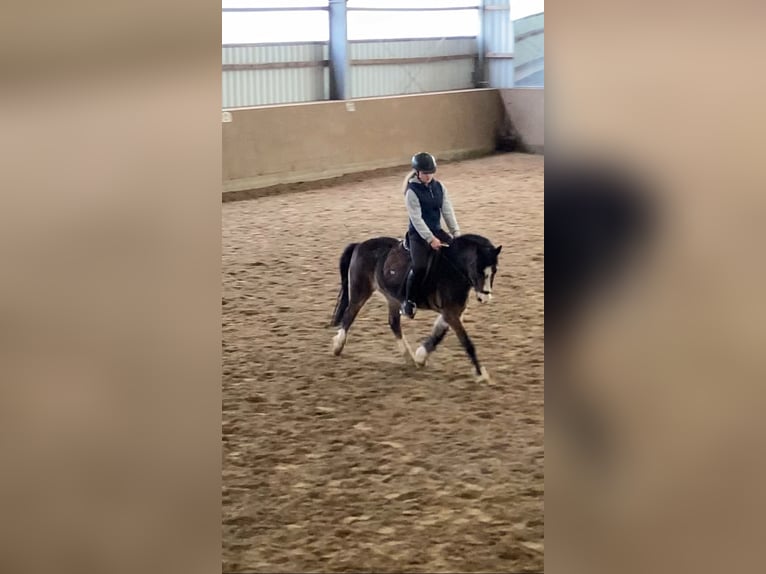Reitbeteiligung gesucht