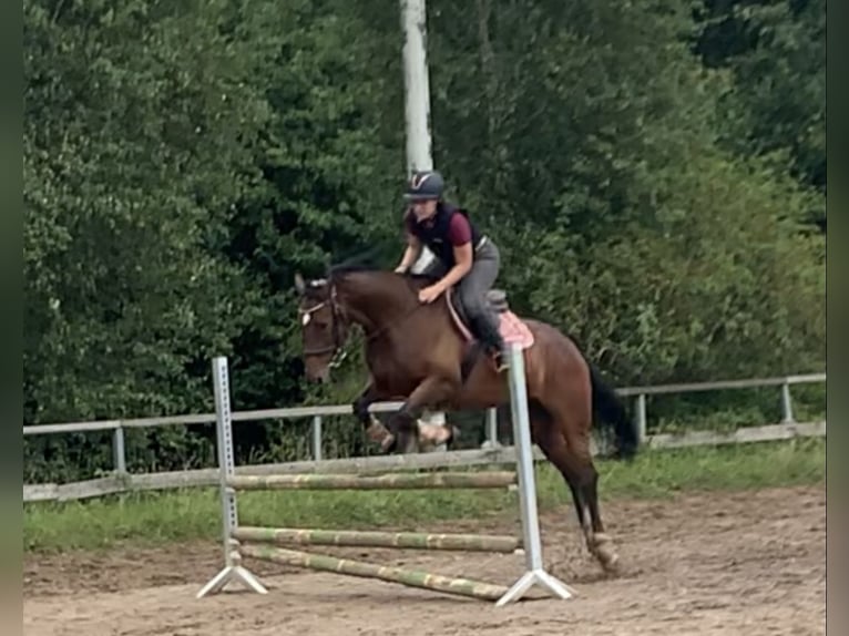 Reitbeteiligung gesucht