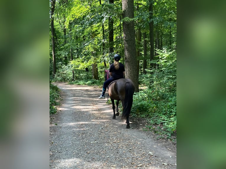Reitbeteiligung gesucht