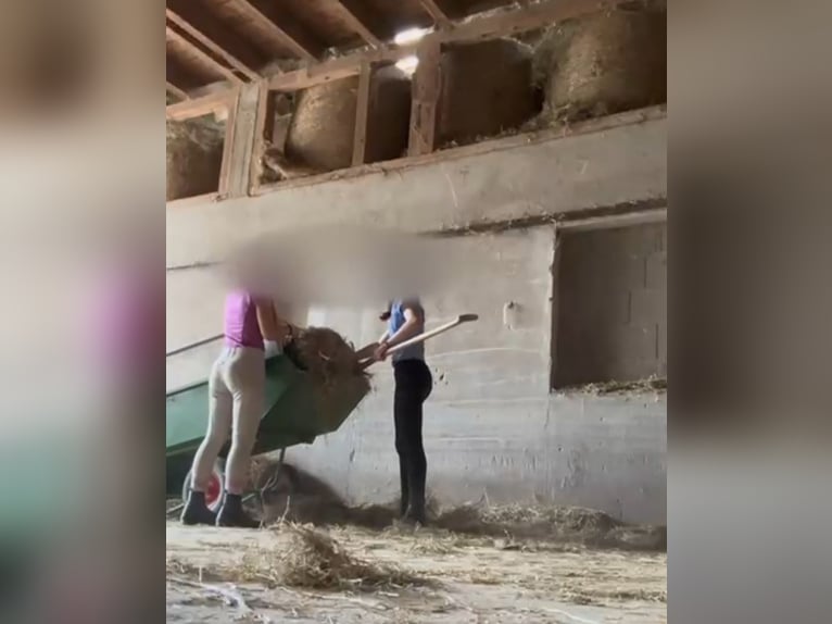 Reitbeteiligung gesucht