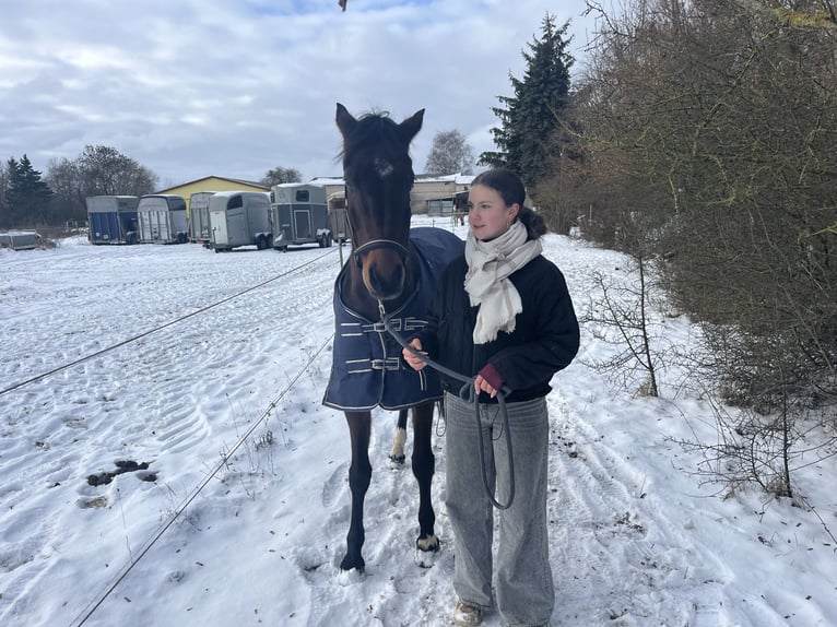 Reitbeteiligung gesucht