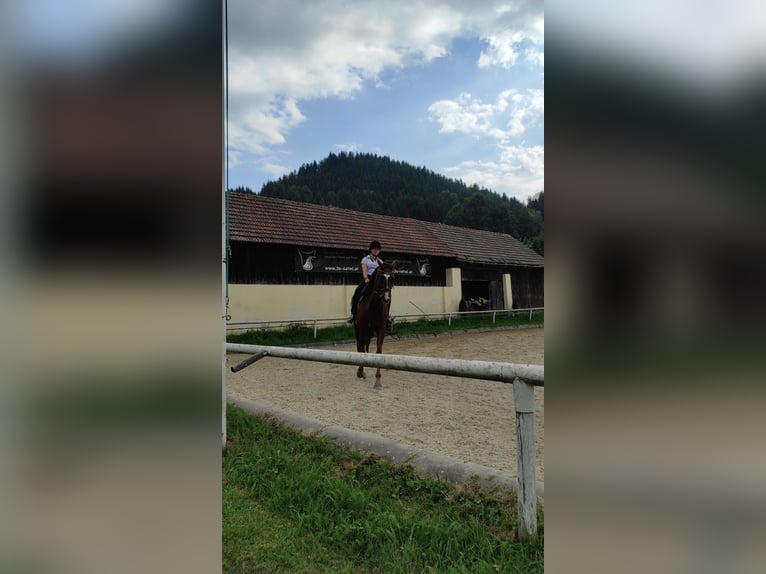 Reitbeteiligung gesucht