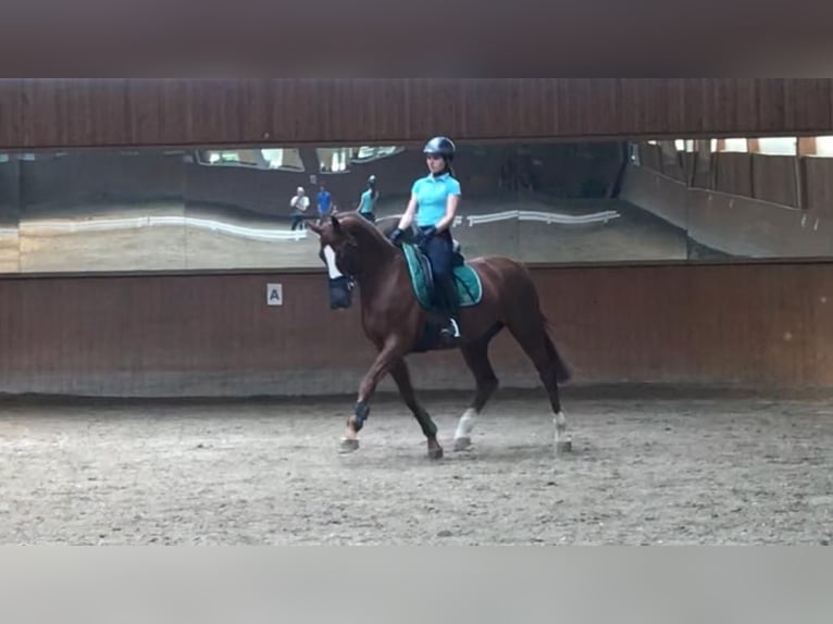 Reitbeteiligung gesucht
