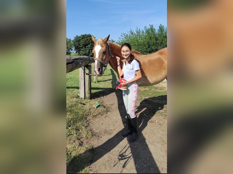 Reitbeteiligung gesucht