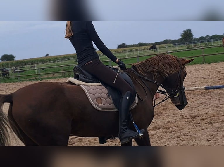 Reitbeteiligung gesucht