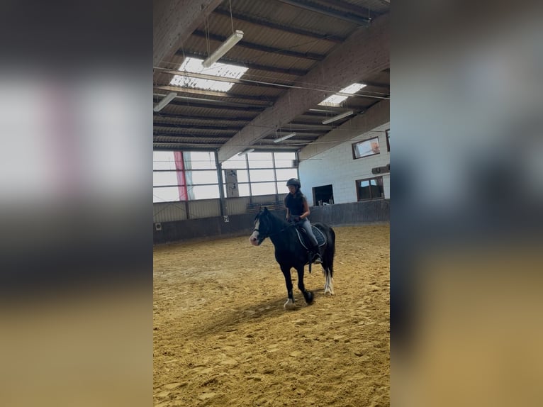 Reitbeteiligung gesucht 