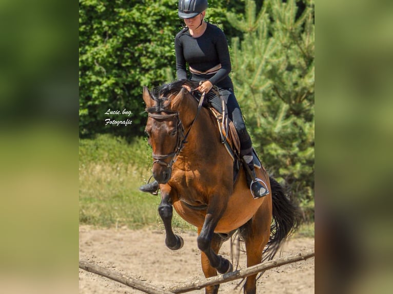 Reitbeteiligung gesucht
