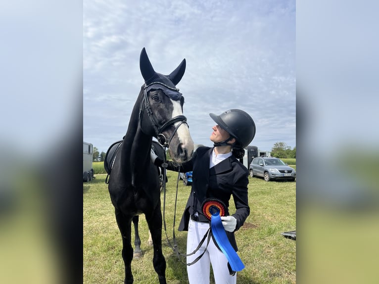 Reitbeteiligung gesucht