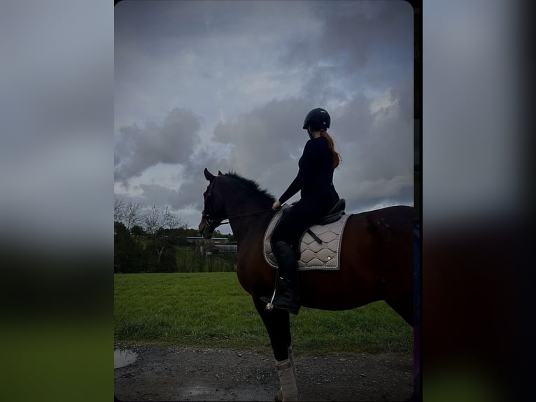 Reitbeteiligung gesucht 