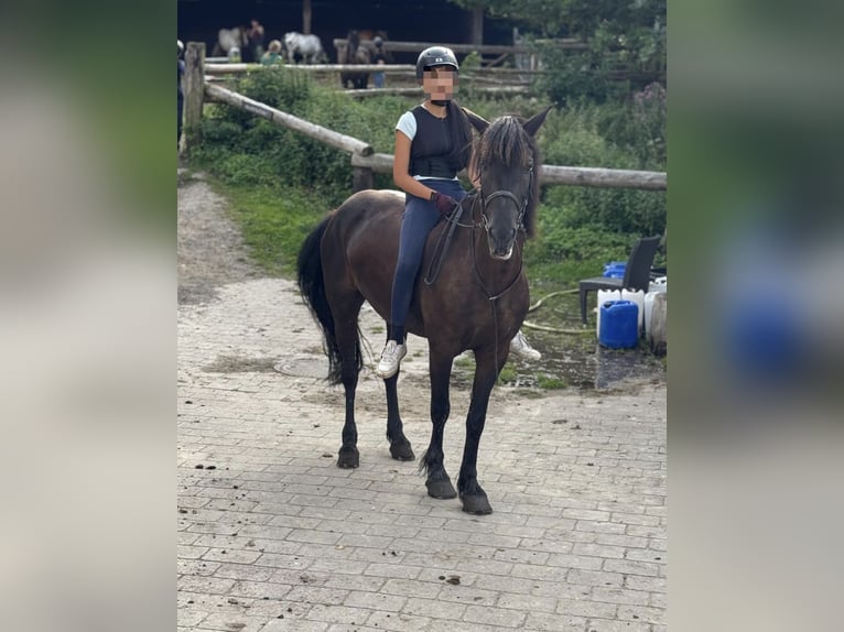 Reitbeteiligung gesucht 