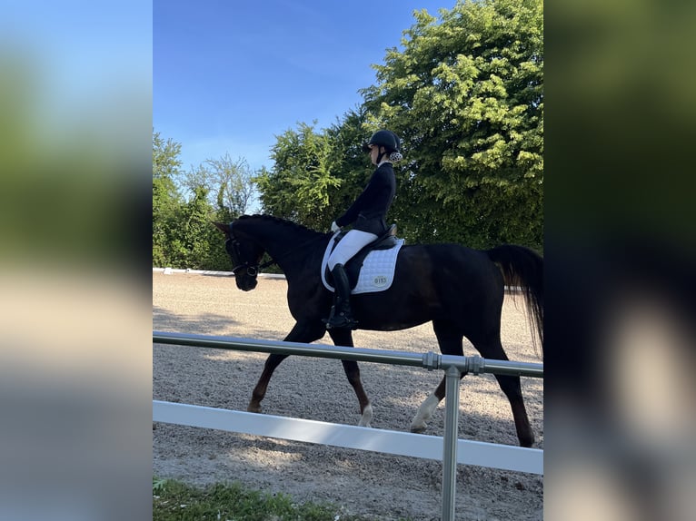 Reitbeteiligung gesucht