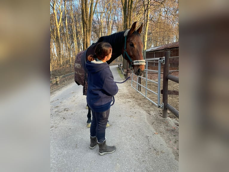 Reitbeteiligung gesucht