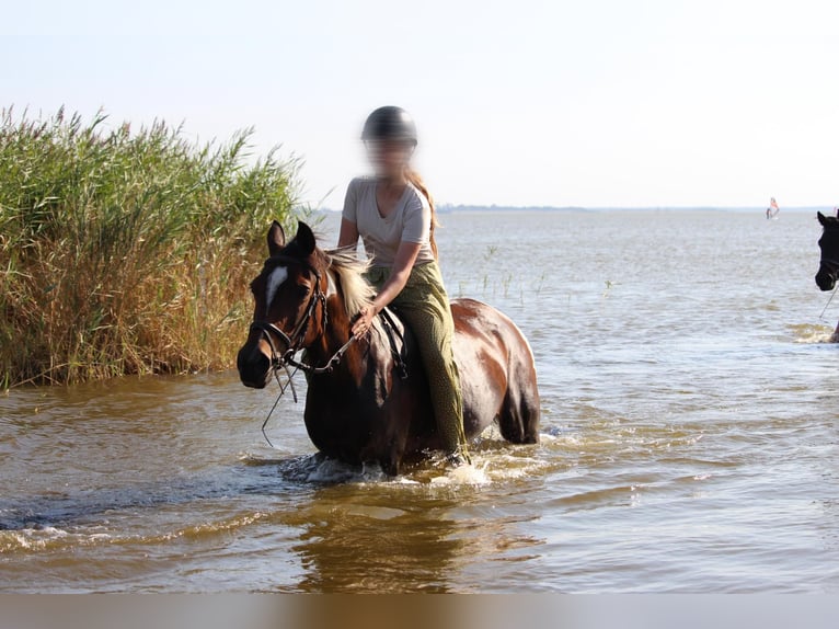 Reitbeteiligung gesucht