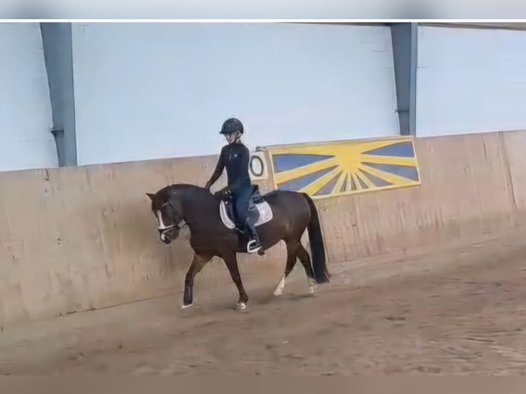Reitbeteiligung gesucht