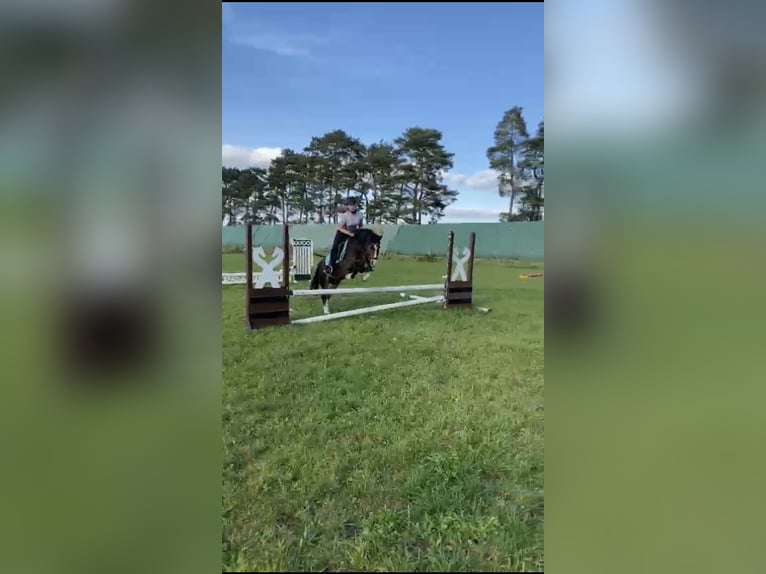 Reitbeteiligung gesucht