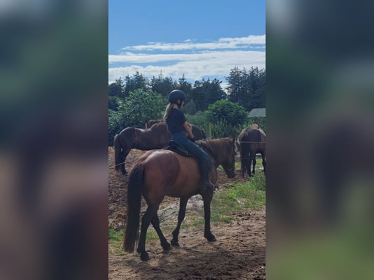 Reitbeteiligung gesucht