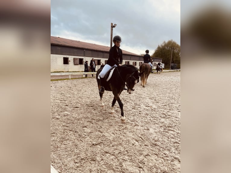 Reitbeteiligung gesucht