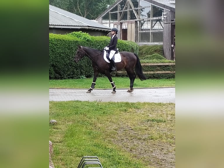 Reitbeteiligung gesucht