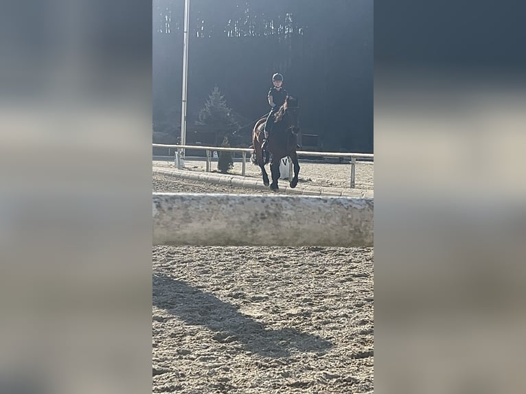 Reitbeteiligung gesucht